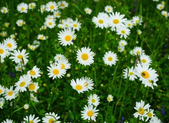 feverfew field of flowers