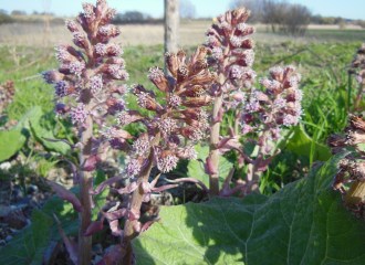 petasides hybridus butterbur flowers
